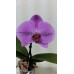 Орхидея 1 ветка (Синголо) Фиолетовый
